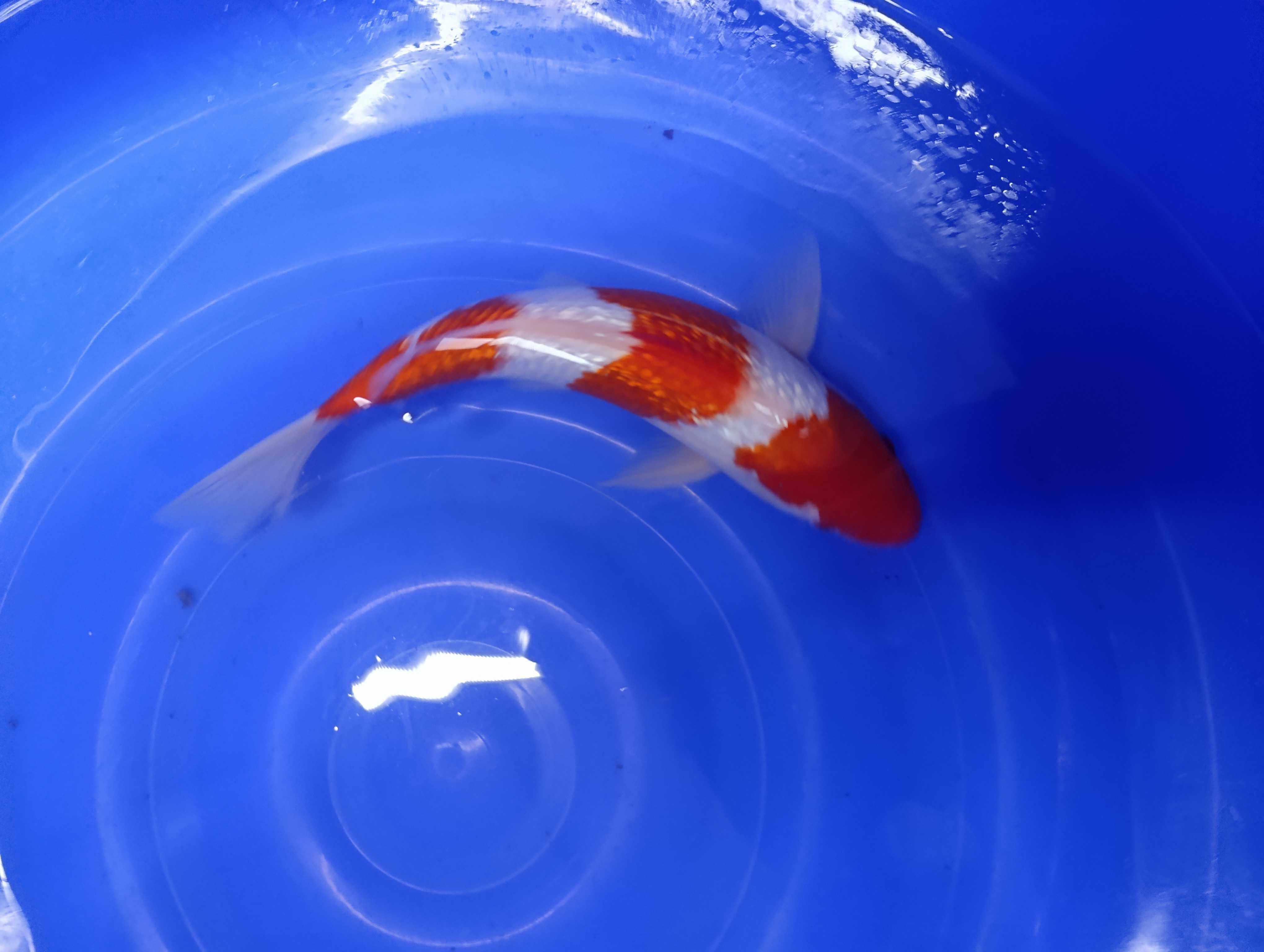 Karp koi oczka wodne