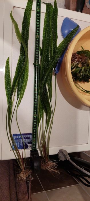 Roślinki akwariowe cryptokoryny