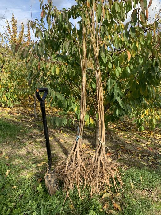 Продам саджанці Черешні, Абрикоса,Персика та Сливи