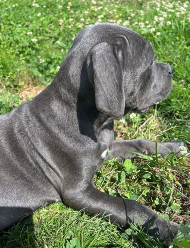 Cane corso niebieska suka juz do odbioru pochodzenie FCI