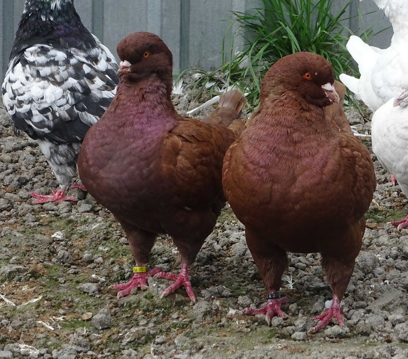 LIKWIDACJA Kingi Standarty