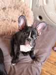Buldog Francuski
