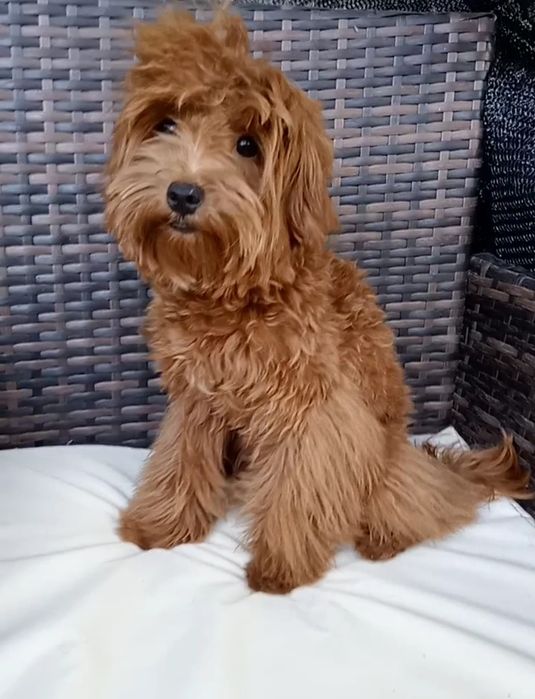 Мальтіпу F2 редбраун,веселунчик.