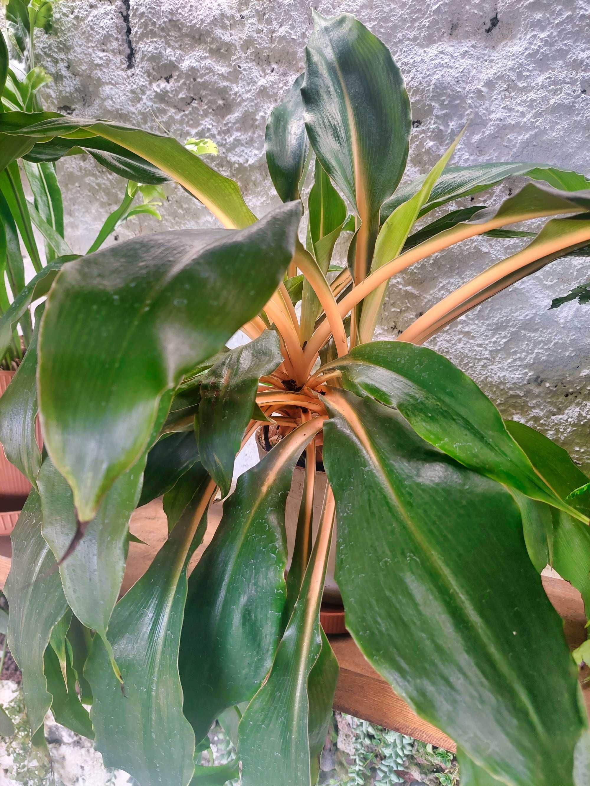 Diversas plantas/flores. 25€ cada