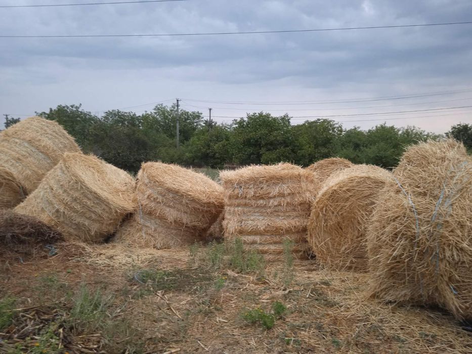 Солома в тюках .Самовывоз.