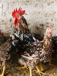 Ovos de galinha de várias raças.