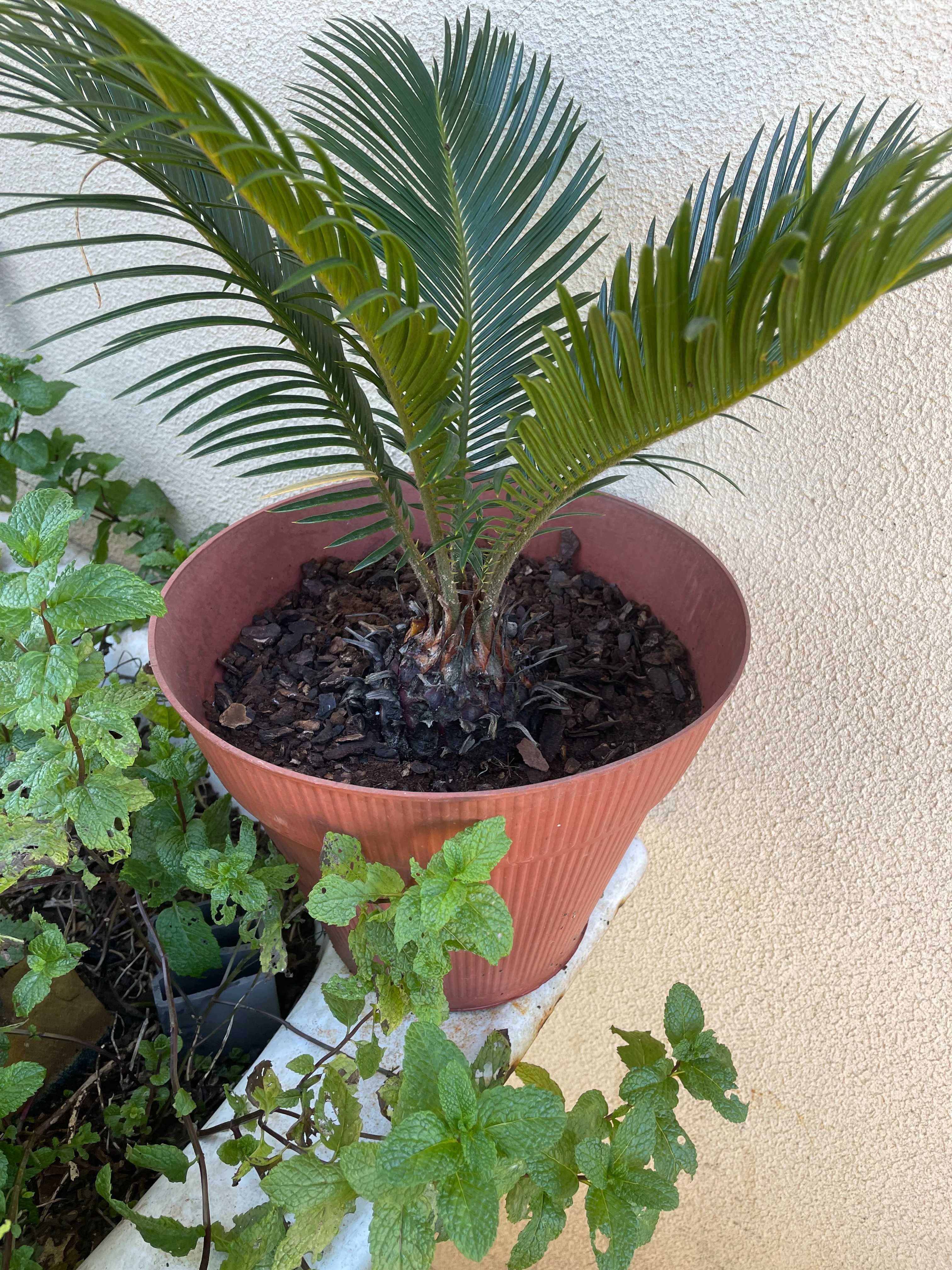 Palmeiras Cica de jardim - Cycas revoluta