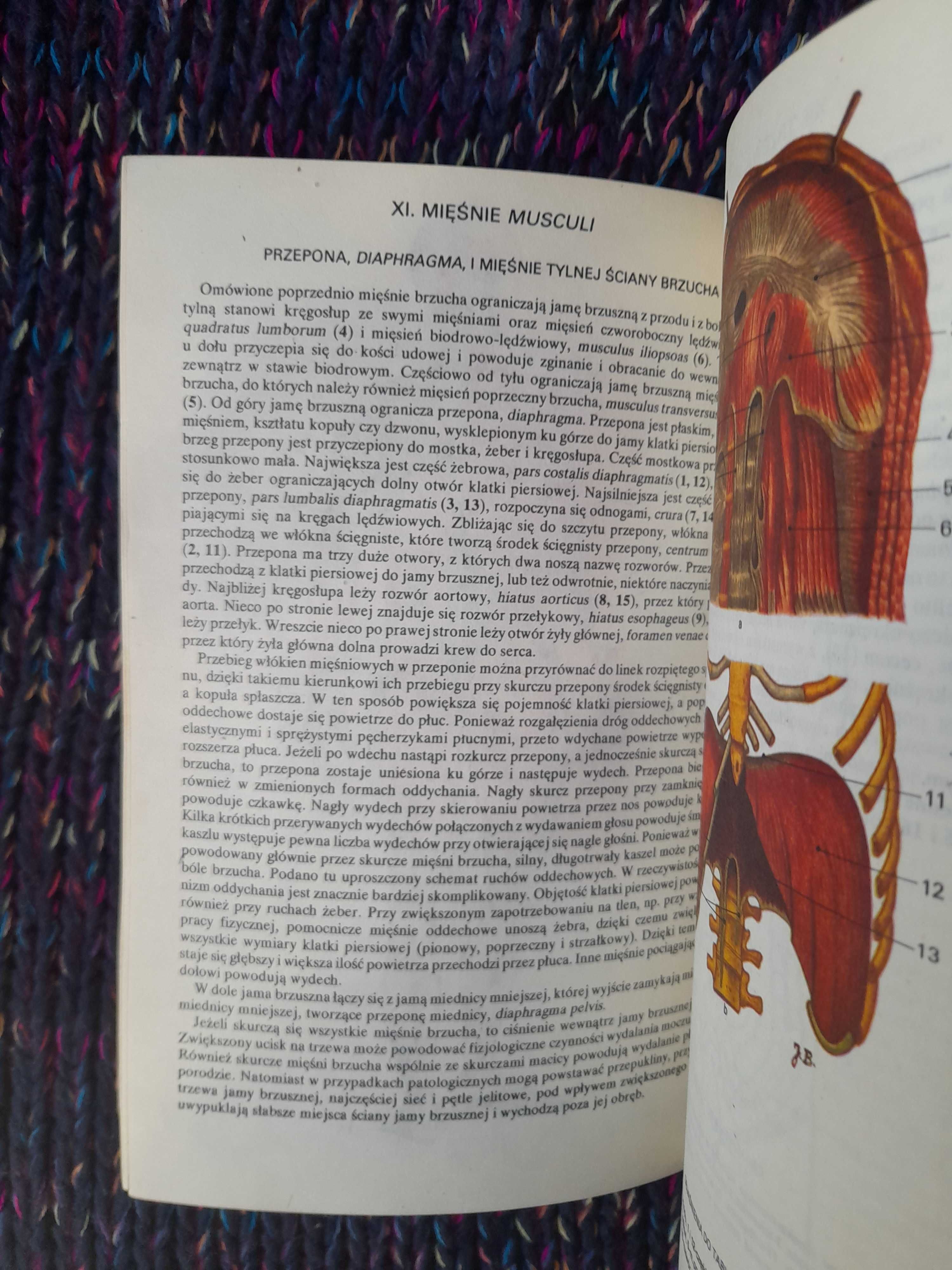 Mały atlas anatomiczny Sylwanowicz