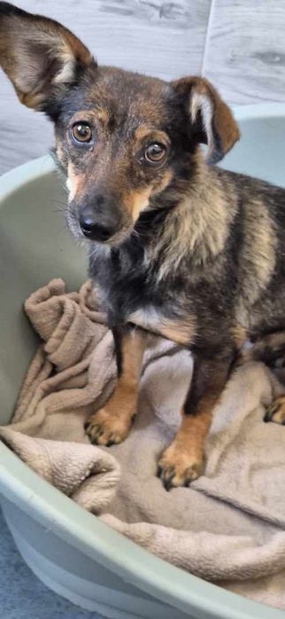 Suczka około 3 lata