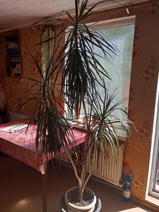 Екзотична рослина