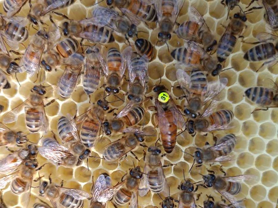 MIÓD z własnej pasieki SŁOWIAŃSKIE DARY - wysyłka cała Polska