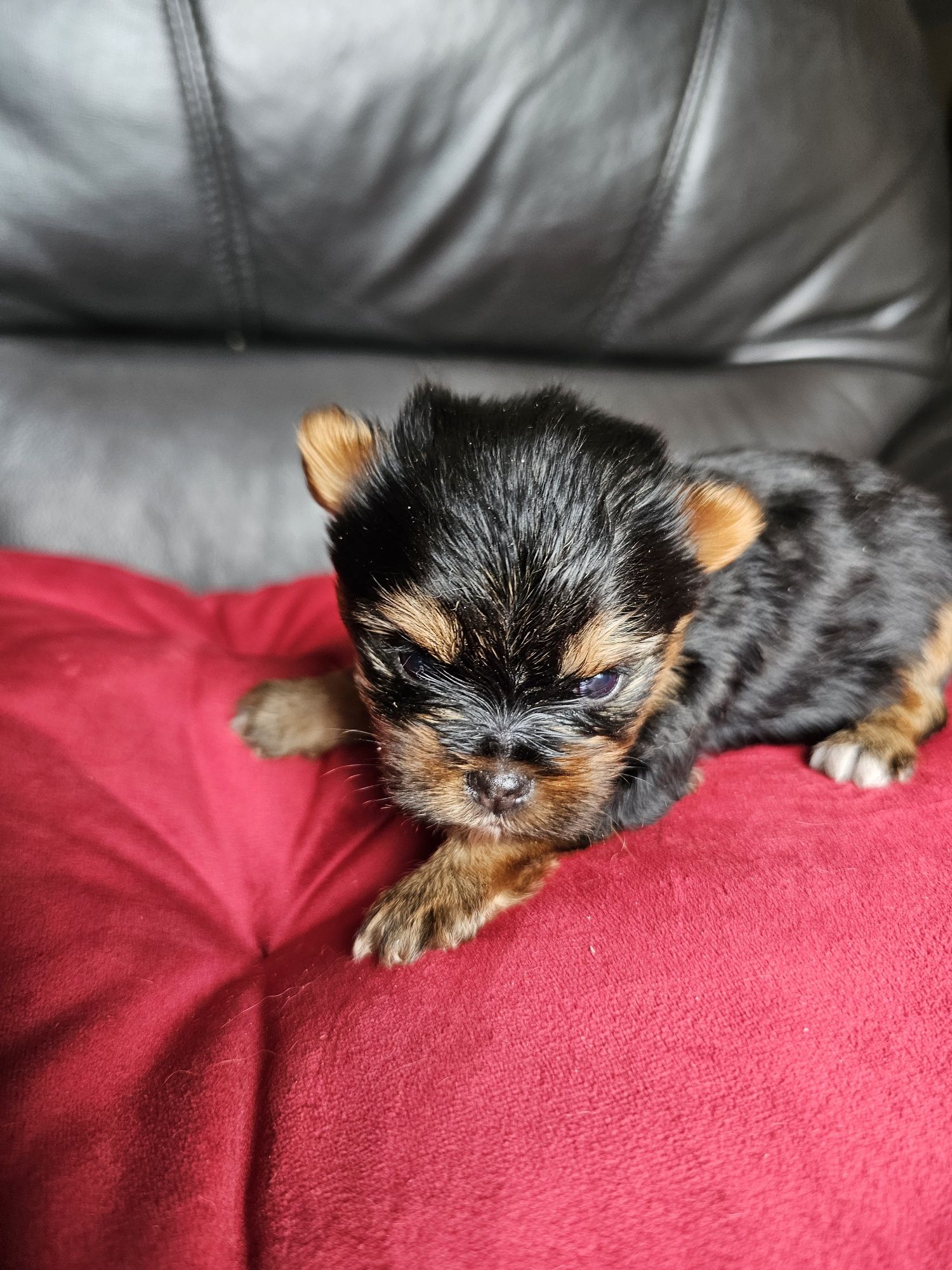 York terrier carier czarny podpalany suczka
