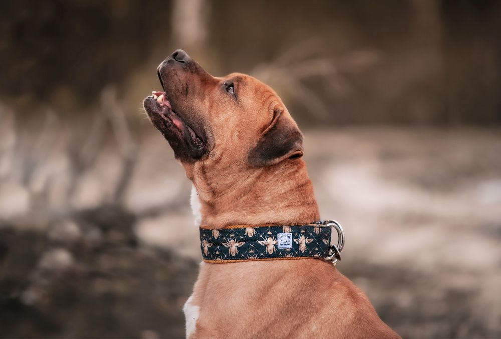 Pies w typie Bulla Pitbull Amstaf - adopcja