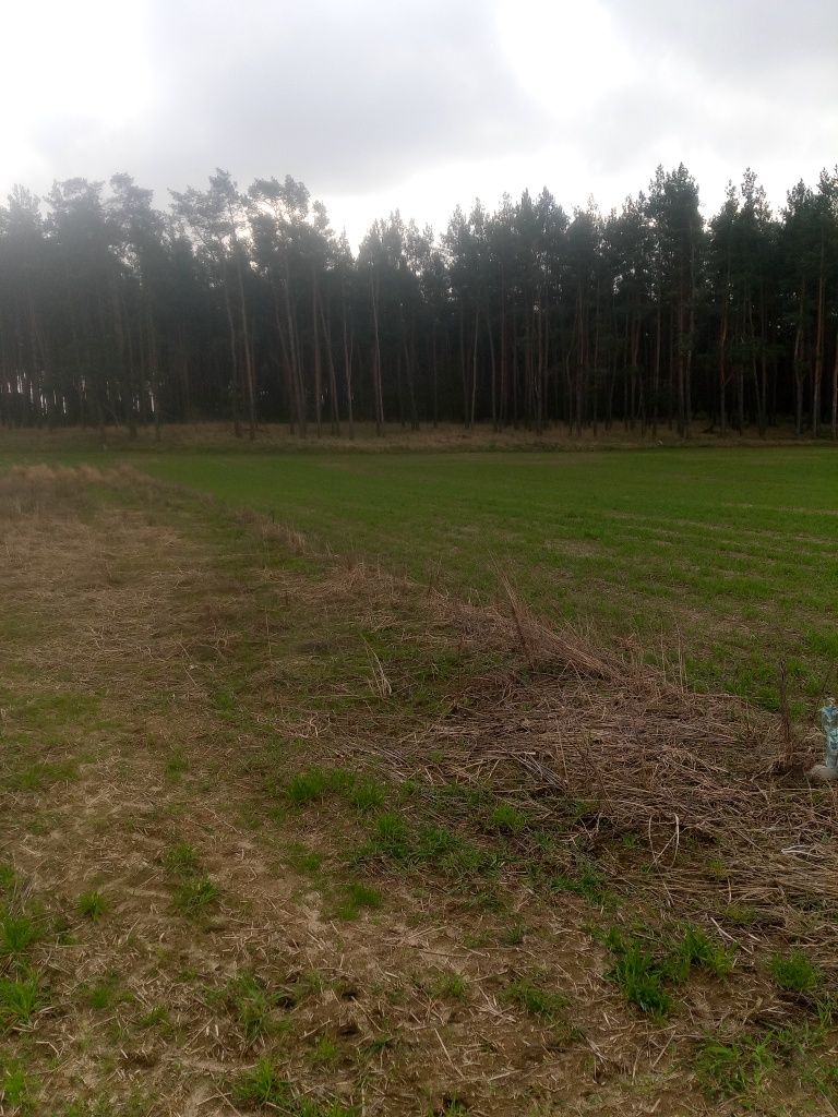 Działka pod lasem 2020 m2