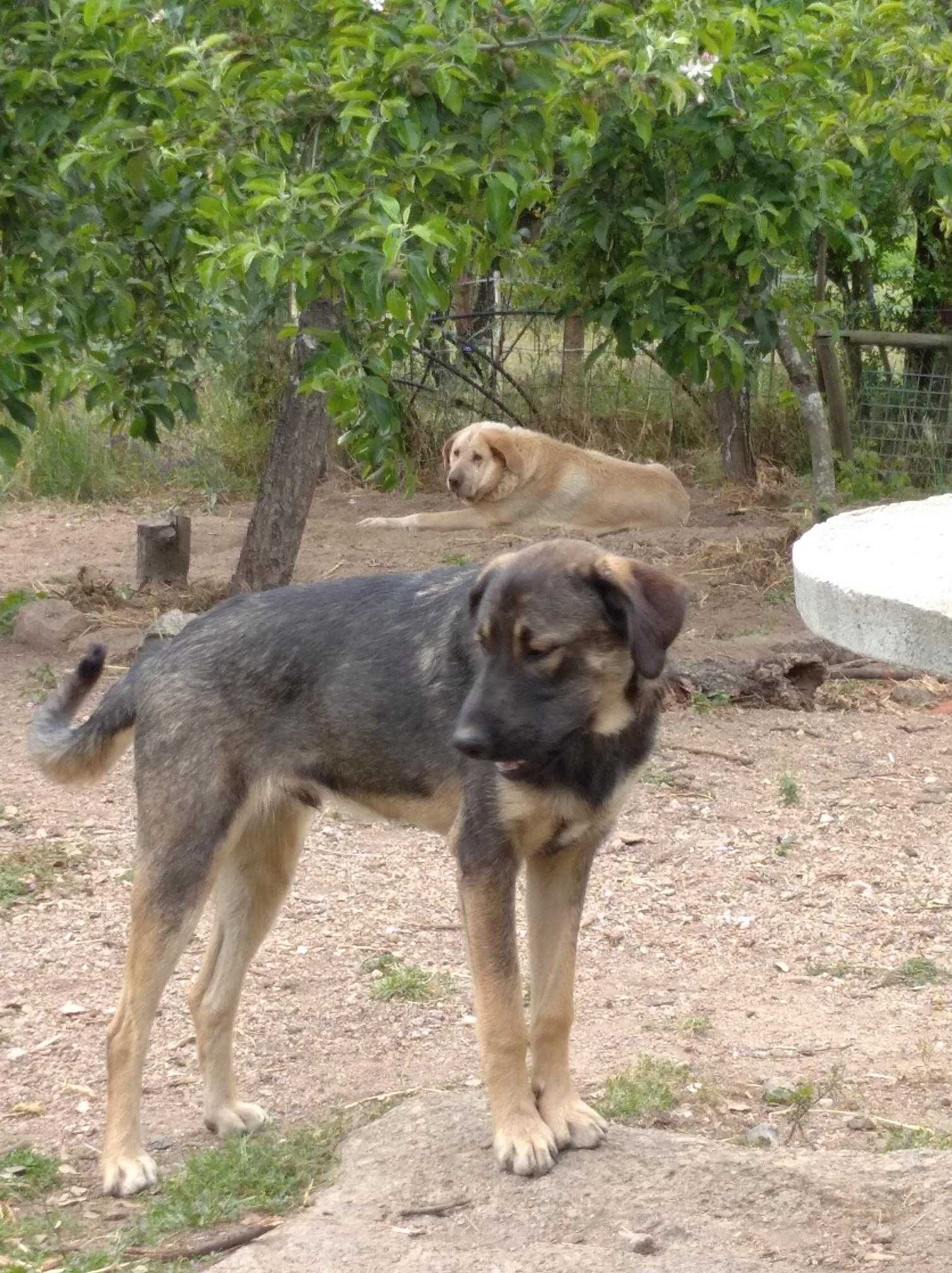 cachorro 8 meses para adopcão