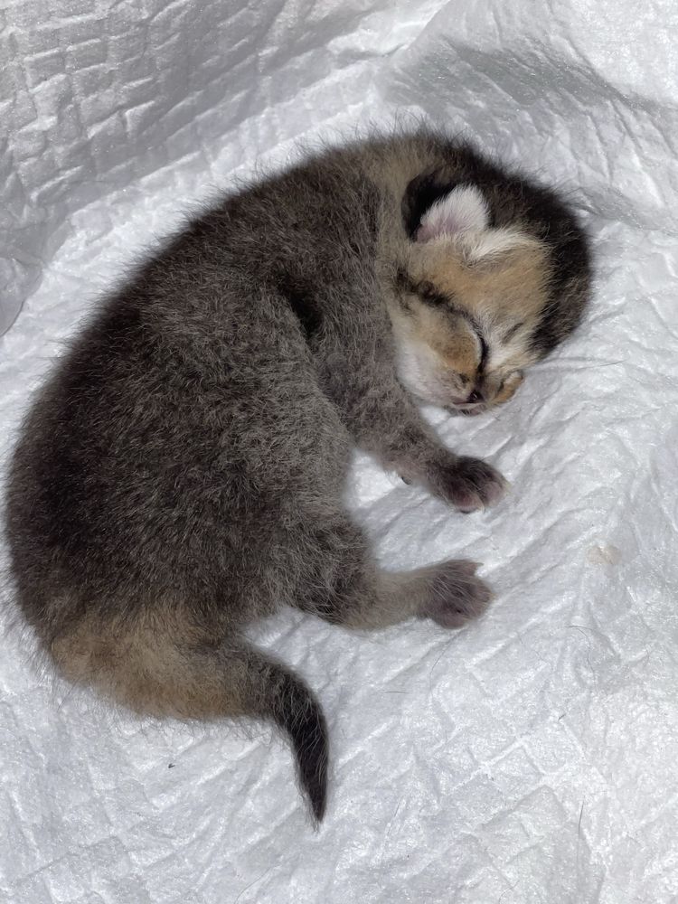 Скотіш фолд рідкісний окрас Торг