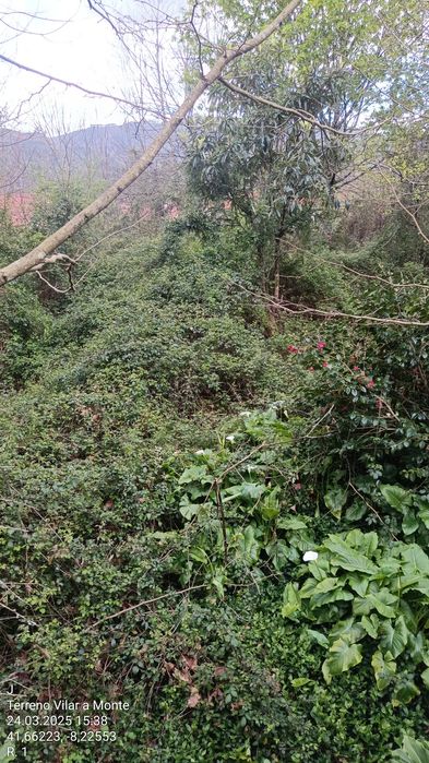 Limpeza terrenos abate, poda de árvores e aplicação de fitofarmacos