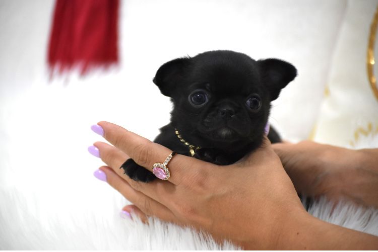 Chihuahua Cudna Malutka XXS Suczka na Święta