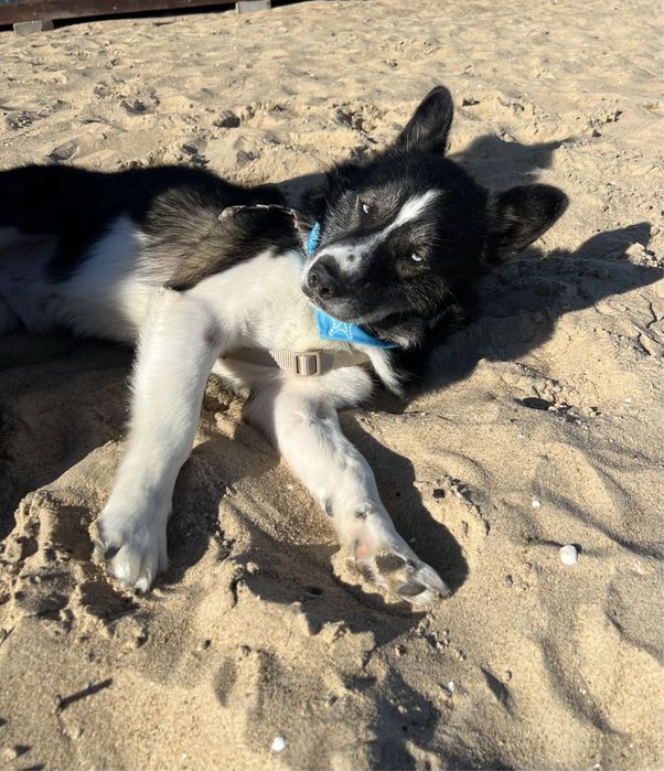 Mały książę Maksymilian o błękitnych oczach szuka swojego królestwa