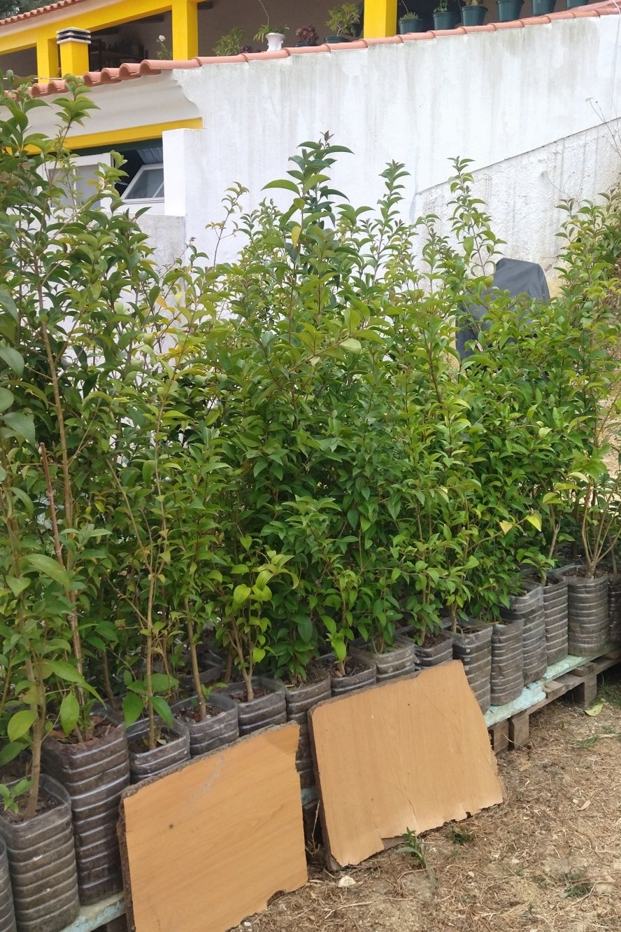 Ligustrum japonicum sebes