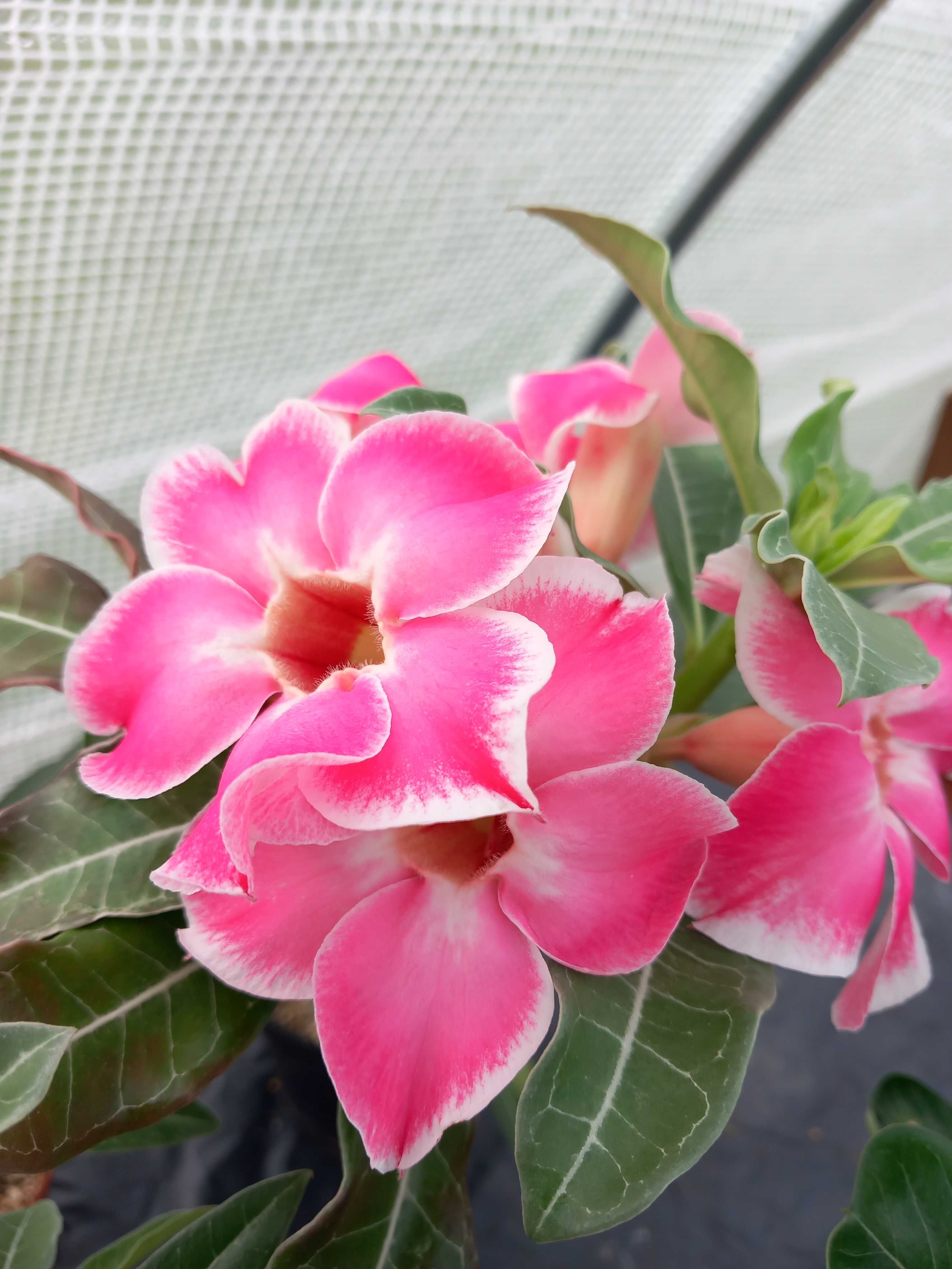 Rosa do Deserto adenium obesum