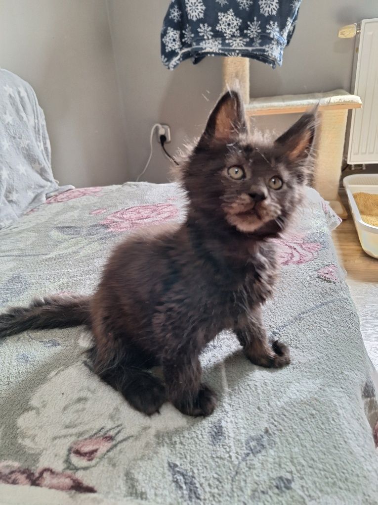 Czarny kocurek Maine Coon