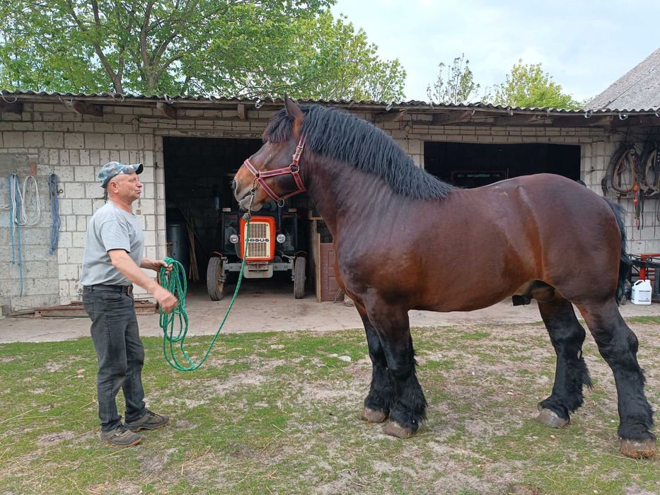 piękny i łagodny ogier Nemo (83 pkt)
