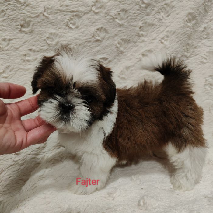 Fajter pies Shih Tzu chłopczyk szczeniak rodowód