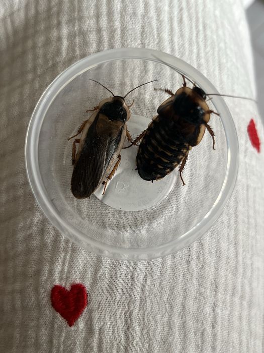 Аргентинські таргани, блаптика дубія