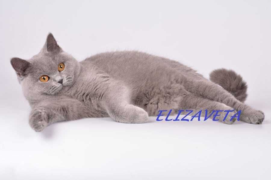 British Shorthair lilac