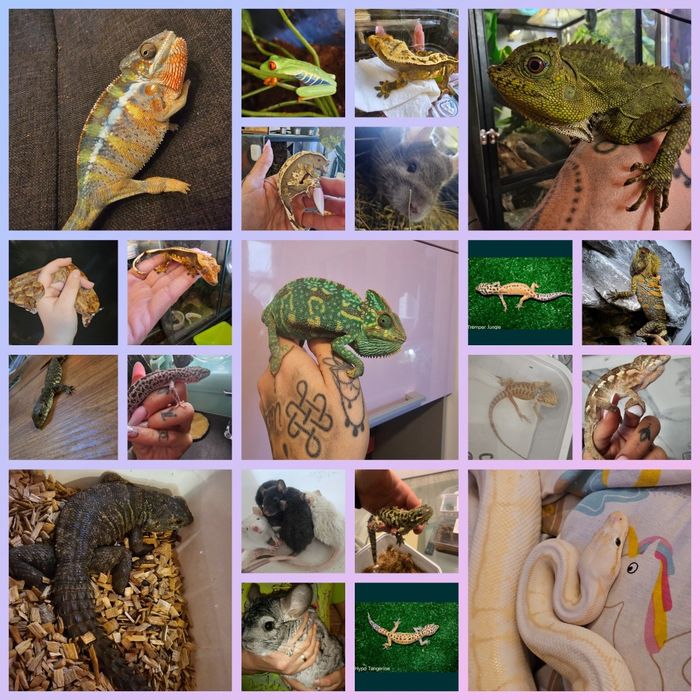 Jaszczurki weze zbozowy agama scynk teju gekon