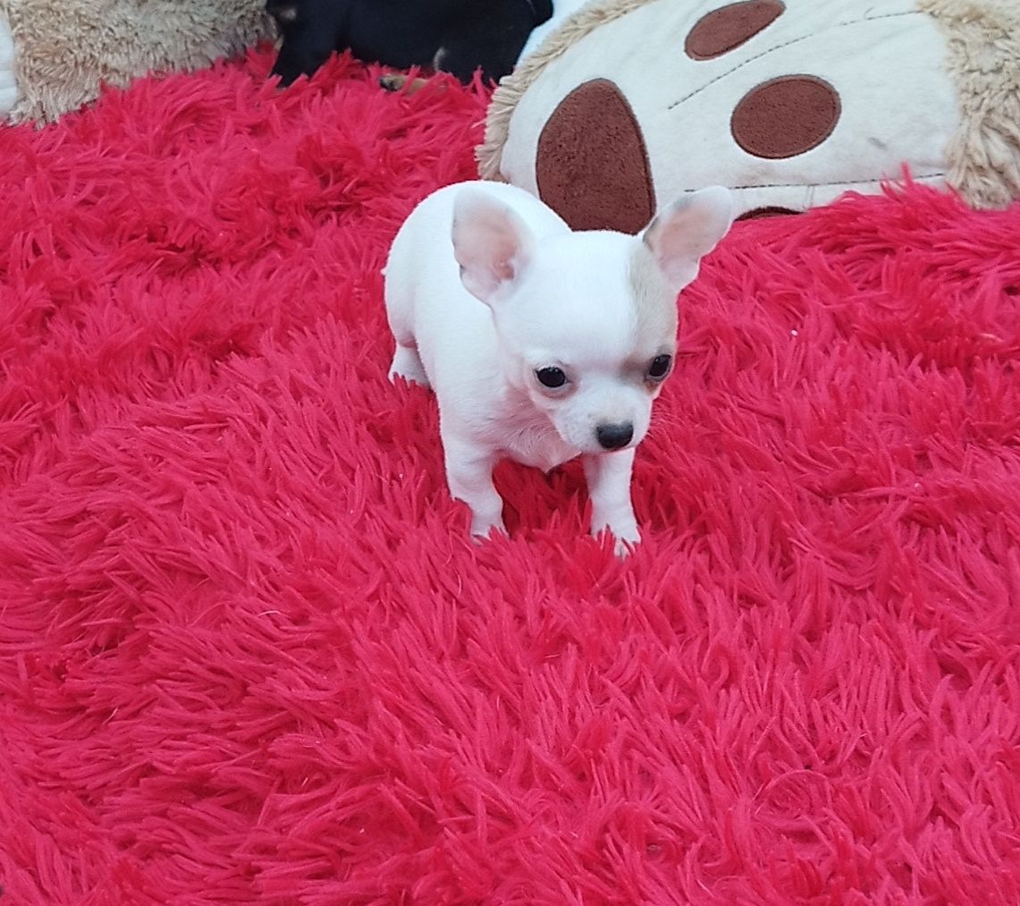 Chihuahua miniaturowa sunia