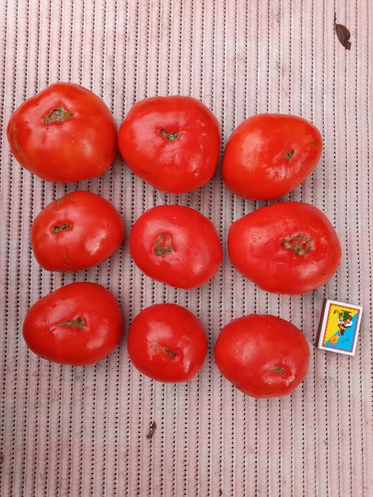 Насіння домашні томати помідори 100шт Дар Заволжжя