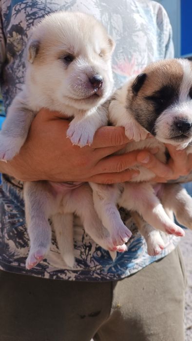 Хлопчик та дівчинка