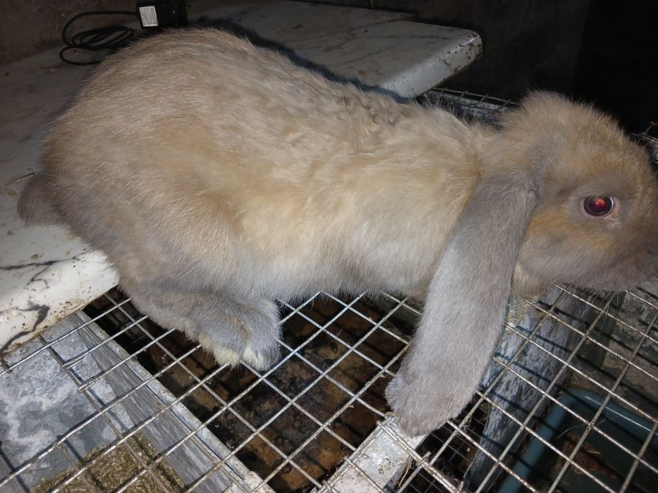 Кролики кролі кроленята