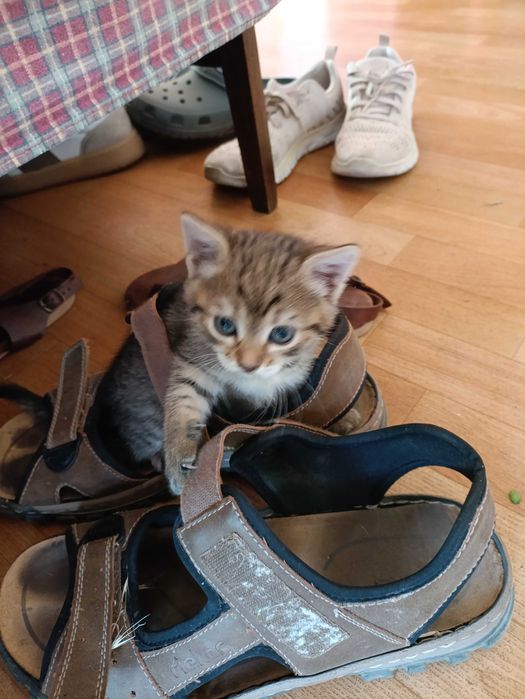 Котята в добрые руки.