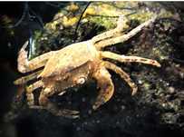Krab wodny Mekhong - TINA ZOO Witkiewicza