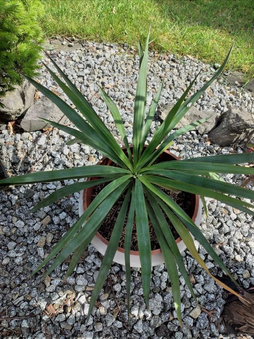 Juka karolińska ogrodowa.