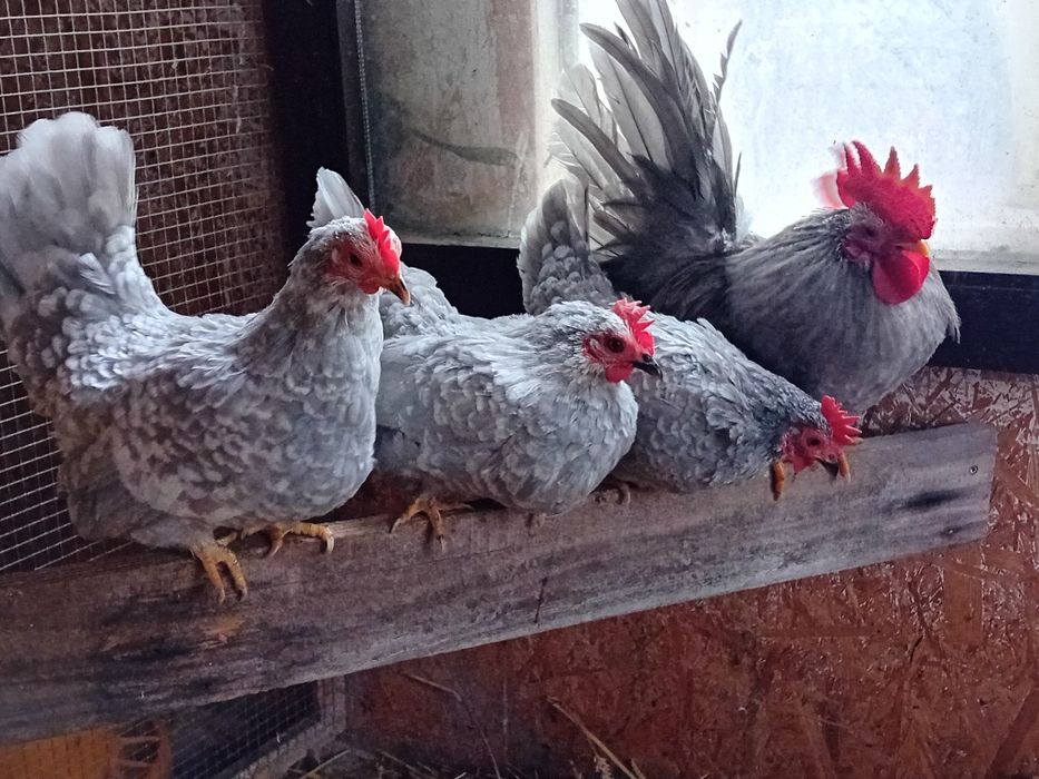 Chabo,szabo perłowo-szare