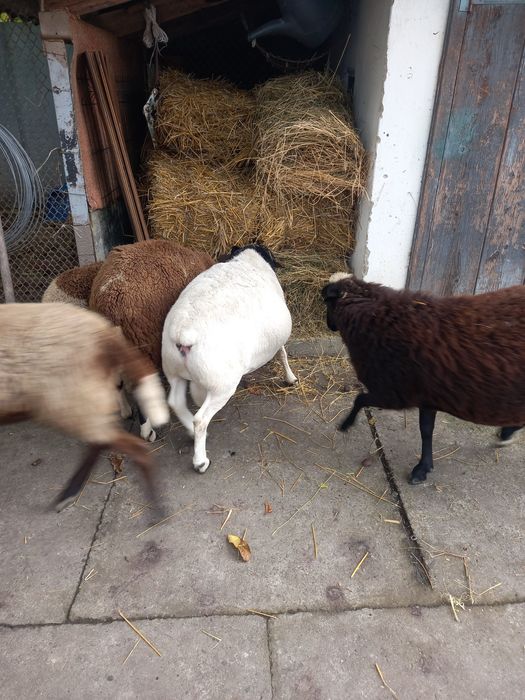 Продається баран дорпер.