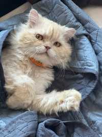 Пухнастий кіт котик зі сходу персидська порода