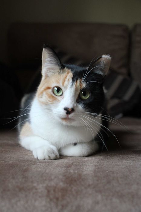 ESTERILIZADA | Gata jovem disponível para adoção responsável