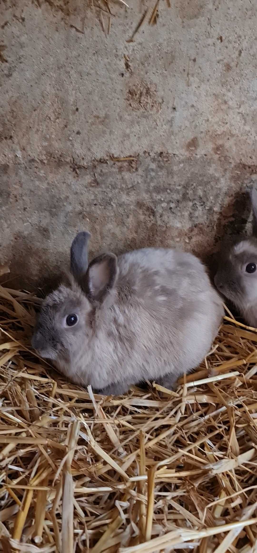 Coelhos de estimação