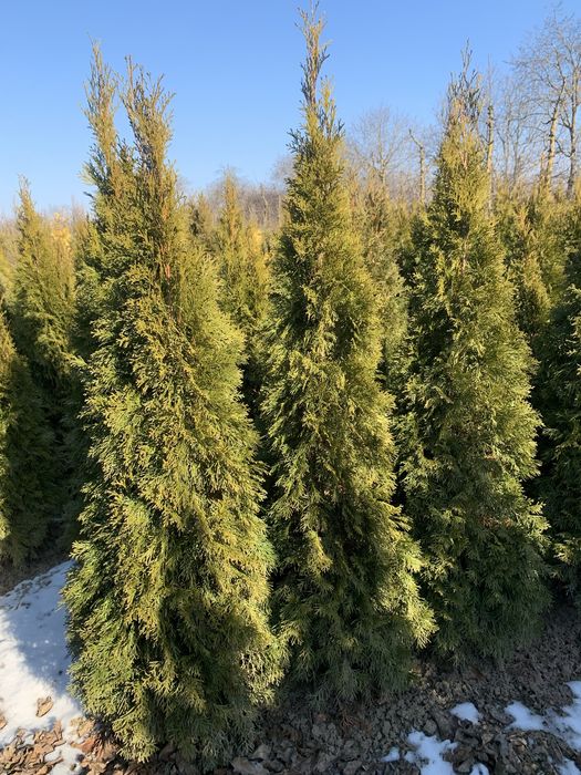 Продам насадження туя смарагд