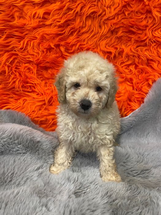 Sprzedam pięknego pudla