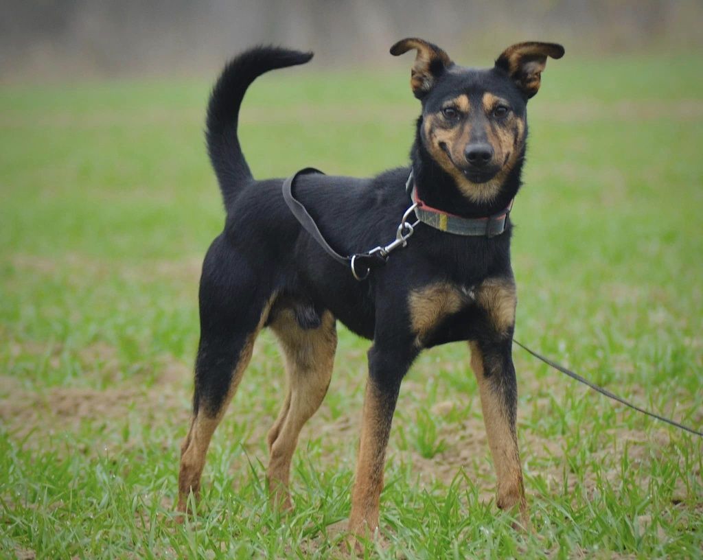 Młody przytulaśny Smyk do adopcji
