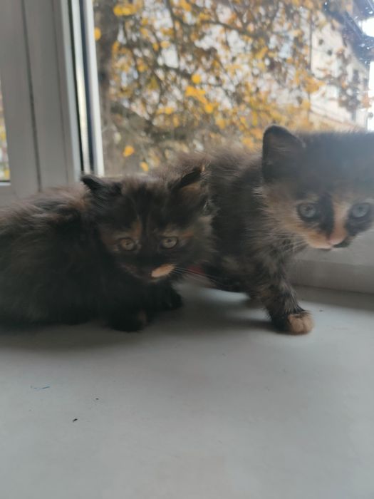 Віддам котиків оброблені