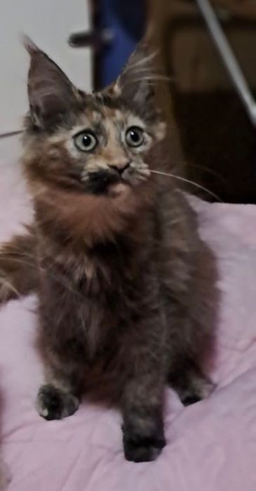 Кошенята Мейн -кун .Чарівні дітки