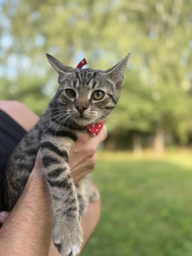 Cudowny kotek Whiskas szuka domu - adoptuj