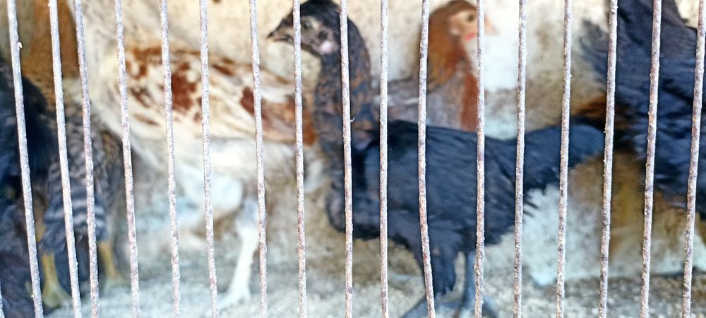 Coquichos, garnisés, galinhas da Índia, Casal Galinhas boas para Choca